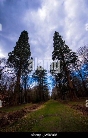 Sequoia bei Blackwater Arboretum, das rhinefield Zierpflanzen Drive New Forest Stockfoto