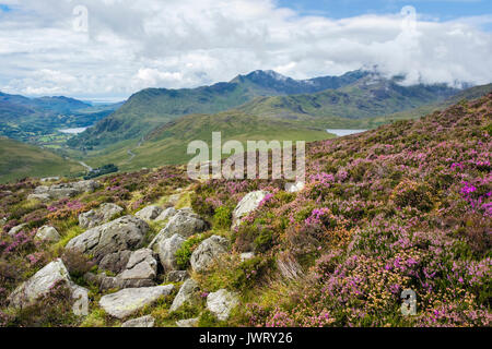 Blick in ferne Snowdon Horseshoe von Glyder Fach Berghang mit lila Heidekraut in Blüte über Pen-y-Gwryd in Snowdonia National Park. Wales UK Stockfoto