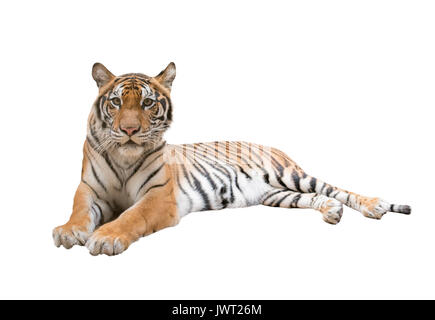 Weibliche Bengal Tiger auf weißem Hintergrund Stockfoto