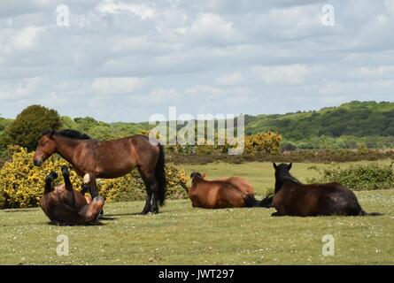 Pony New Forest National Park Hampshire England Großbritannien Stockfoto