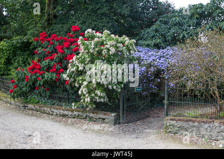 Blütezeit Frühjahr Sträucher (Rhododendron und Azaleen) in Minterne Gardens, Dorset, England, Großbritannien Stockfoto
