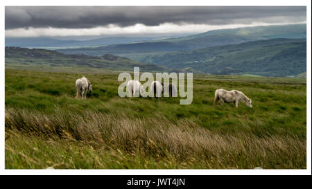 Pferde in den Feldern Ogwen Valley, Snowdonia, Wales Stockfoto