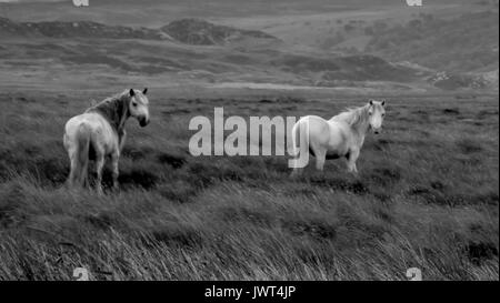 Weiße Pferde in den Feldern Ogwen Valley, Snowdonia, Wales Stockfoto