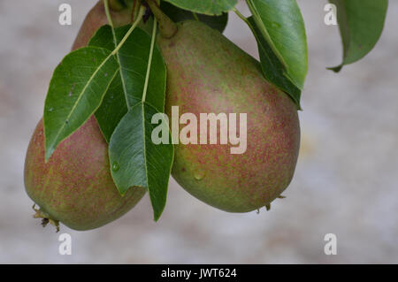 Birnen am Baum Stockfoto