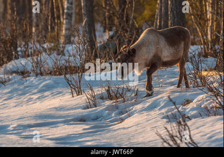 Rentier Rangifer tarandus Wandern im Wald bei Sonnenuntergang in warmen schönen Farben, großen Geweih und viel Schnee auf dem Boden, Norrbotten, Schweden Stockfoto