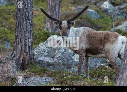 Rentier Rangifer tarandus stehend in einem Wald in Stora sjöfallets National Park und Blick in die Kamera, Stora sjöfallets Nationalpark, Gälli Stockfoto