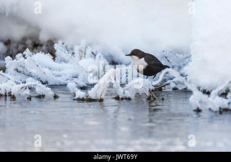 Wasseramsel Cinclus cinclus, sitzen neben Open Water mit Frost und Schnee um ihn herum, Norrbotten, Schweden Stockfoto
