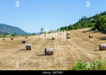 SAULT, BALLOTS DE FOIN, VAUCLUSE 84 FRANKREICH Stockfoto