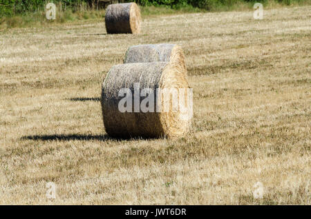 SAULT, BALLOTS DE FOIN, VAUCLUSE 84 FRANKREICH Stockfoto