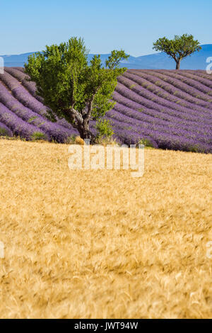 Weizen und Lavendelfelder mit Bäumen im Valensole im Sommer. Alpes de Hautes Provence, Region PACA, Südliche französische Alpen, Frankreich Stockfoto