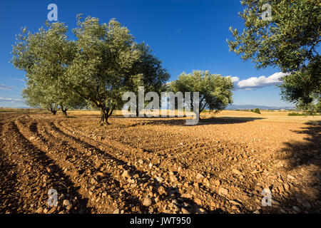 Olive Tree Feld in Valensole im Sommer. Alpes de Haute Provence, Region PACA, Südliche französische Alpen, Frankreich Stockfoto