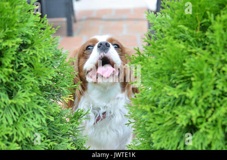 Cavalier King Charles Spaniel, fröhlicher Hund, versteckt zwischen zwei thuja Bäume und zu kommunizieren. Stockfoto