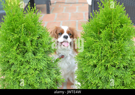 Cavalier King Charles Spaniel, reizenden Hund, versteckt zwischen zwei thuja Bäume Stockfoto