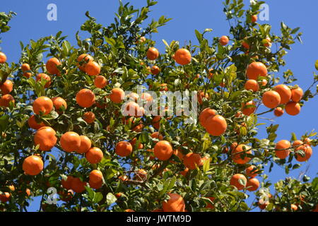 Orangen wachsen auf Bäumen in einem Obstgarten, an der Costa Blanca, Spanien. Stockfoto