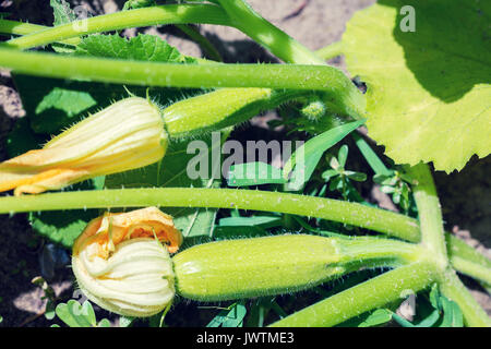 Blüte und Reife Zucchini (Zucchini) im Gemüsegarten Stockfoto