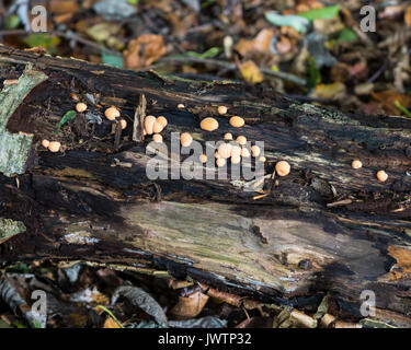 Birporella Citrina auf einem Verrottenden anmelden. Stockfoto