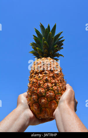 Ananas in den Händen einer Frau, vor blauem Himmel Stockfoto