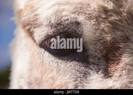 Nahaufnahme des Auges eines Esels in Sidmouth Donkey Sanctuary Stockfoto