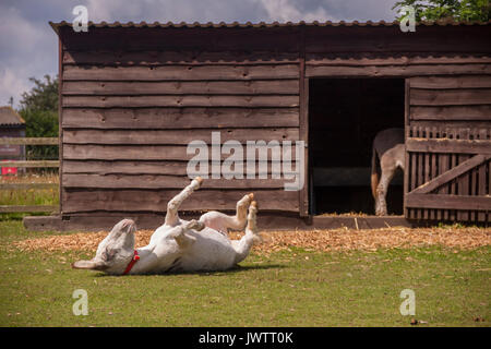 Esel Rollen im Gras bei Sidmouth Donkey Sanctuary Stockfoto