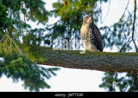 Spunky das Red Tailed hawk Junge thront auf nest Baum - Sidney, British Columbia, Kanada. Stockfoto