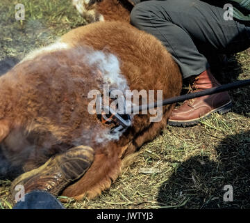 Rauch steigt aus der Verbrennung von Haar und Fleisch als junger Steer ist nach unten auf den Boden und mit einem heissen Branding Iron durch Viehzüchter auf einer Ranch im Süden von Kalifornien, USA. Das Design der Marke identifiziert den Eigentümer des Tieres. Wie Branding der Rinder ist eine Tradition des Alten Westens in den Vereinigten Staaten. Stockfoto