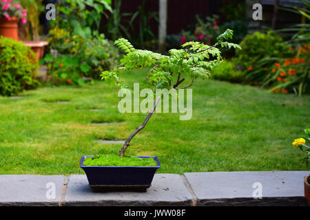 Bonsai Rowan Tree in einem blauen Topf Stockfoto