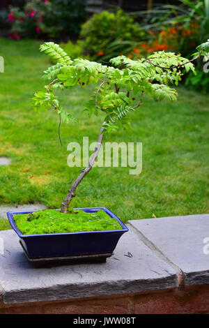 Bonsai Rowan Tree in einem blauen Topf Stockfoto