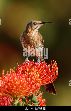 Cape Sugarbird (Promerops cafer) Männliche thront auf einem nadelkissen Sugerbush Laucospermum, Hermanus, Western Cape, Südafrika Stockfoto