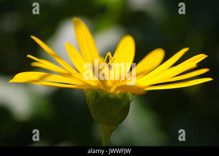 Gelbe Topinambur topinambour sunroot Blume Blüte im hellen Sommer Sonne Stockfoto