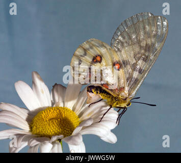 Eine weibliche Clodius Parnassian Schmetterling auf einem Ochsen ruhen - Auge Daisy. Der weißliche Struktur auf ihrem Abdomen ist ein sphragis, einen passenden Stecker auf Ihren g hinterlegt