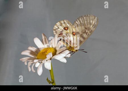 Eine weibliche Clodius Parnassian Schmetterling auf einem Ochsen ruhen - Auge Daisy. Der weißliche Struktur auf ihrem Abdomen ist ein sphragis, einen passenden Stecker auf Ihren g hinterlegt Stockfoto