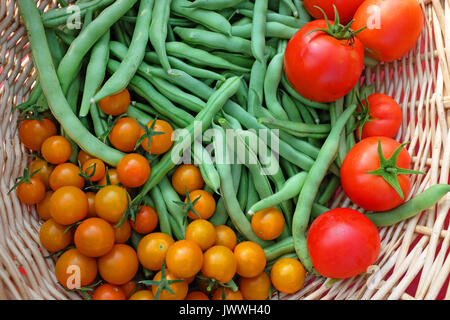 Frische organische sungold Tomaten, Early Girl Tomaten, und Blue Lake pole Beans, von einem Haus Garten im Zentrum von Oregon. Stockfoto