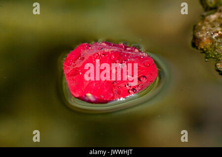 Rotes Blatt eine rote Rose im Wasser Stockfoto