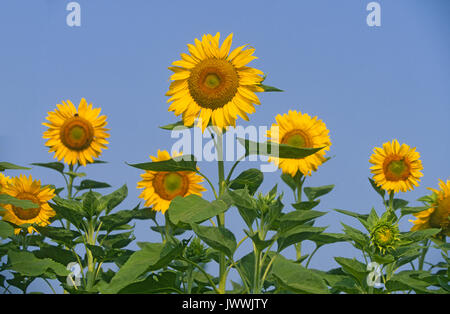 Ein perfektes Feld von Kansas Sonnenblumen, auf einer Farm im westlichen Kansas. Stockfoto