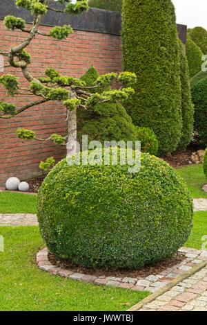 Gemeinsame Buchsbaum (buxus sempervirens) mit sphärischen Form Stockfoto