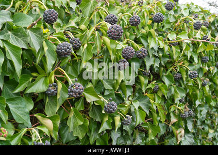 Gemeinsame Efeu (Hedera helix) Stockfoto