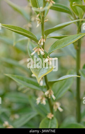 Sweet box (sarcococca confusa) Stockfoto