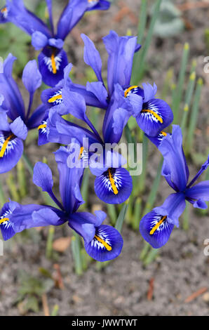 Zwerg Iris (Iris reticulata 'Harmony') Stockfoto