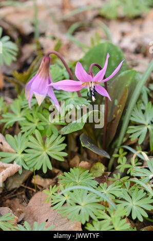 Der Hund Zahn Violett (erythronium dens-canis) Stockfoto