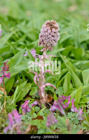 Gemeinsame Pestwurz (Petasites Hybridus) Stockfoto