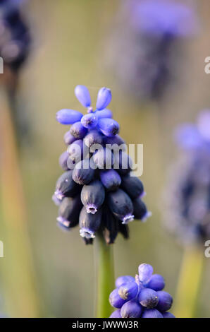 gemeinsamen Grape Hyacinth (Muscari Neglectum) Stockfoto