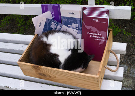 Schlafende Katze in eine Kiste mit Broschüren Stockfoto