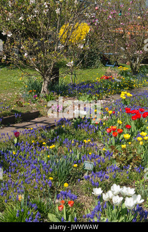 Traubenhyazinthen (Muscari), Tulpen (Tulipa) und Löwenzahn (Taraxacum) Stockfoto