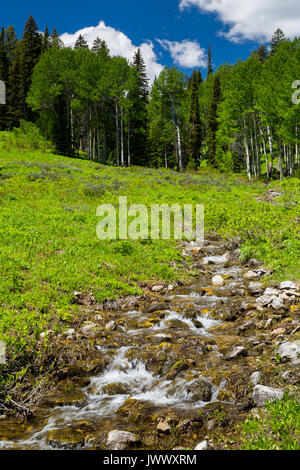 Ein kleiner Bach gespeist aus Schnee schmelze fließt über kleine Stromschnellen unterhalb Aspen Bäume entlang der Teton Crest Trail in den Teton Mountains. Bridger-Teton Nation Stockfoto