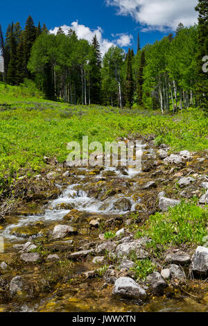 Eine kleine cascading Streams von Schnee gefüttert schmelzen Gießen unter Aspen Bäume entlang der Phillips Pass Trail, auch die Verdoppelung der Teton Crest Trail in den Tet Stockfoto