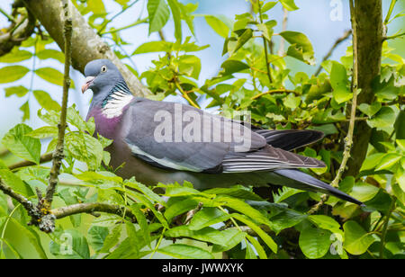 Gemeinsame Woodpigeon (Columba palumbus) in einem Baum in Großbritannien thront. Stockfoto