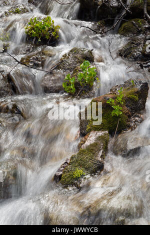 Kleine Pflanzen wachsen auf exponierten Felsen in einem kleinen Wasserfall entlang der Teton Crest Trail in den Teton Mountains. Bridger-Teton National Forest, Wyoming Stockfoto