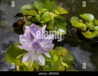 Gemeinsame Wasserhyazinthe Blütezeit im Garten Teich in Devon. Eichhornia crassipes Stockfoto