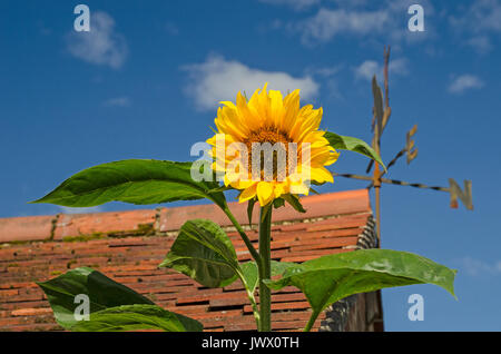 Sonnenblume blauer Himmel Stockfoto