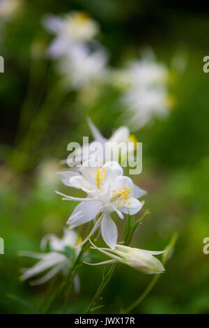 Columbine Wildblumen blühen entlang der Granit Canyon Trail in den Teton Mountains. Der Grand Teton National Park, Wyoming Stockfoto